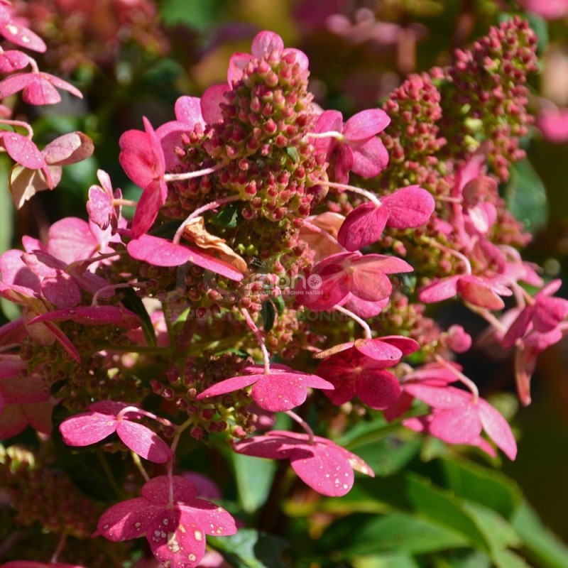 Hydrangea paniculata PRIM'RED® 'COUHAPRIM'