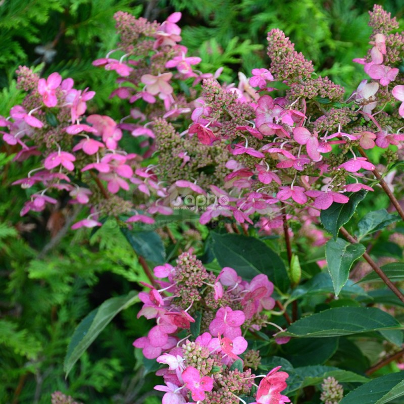 Hydrangea paniculata PRIM'RED® 'COUHAPRIM'
