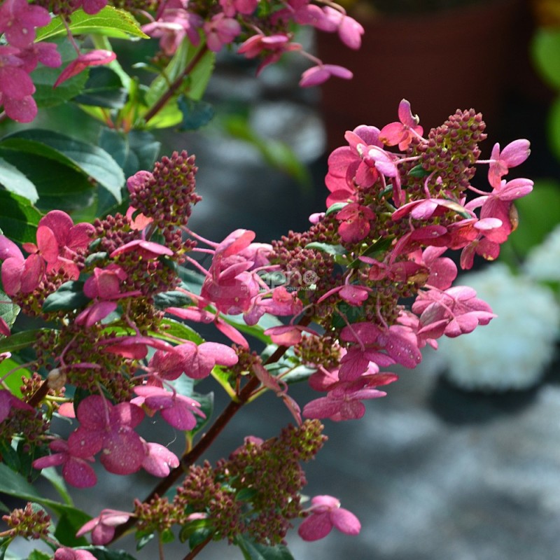 Hydrangea paniculata PRIM'RED® 'COUHAPRIM'