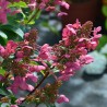 Hydrangea paniculata PRIM'RED® 'COUHAPRIM'