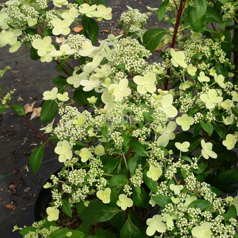 Hydrangea paniculata PRIM'RED® 'COUHAPRIM'