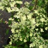 Hydrangea paniculata PRIM'RED® 'COUHAPRIM'