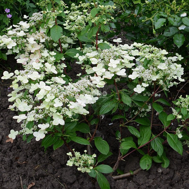 Hydrangea paniculata PRIM'RED® 'COUHAPRIM'