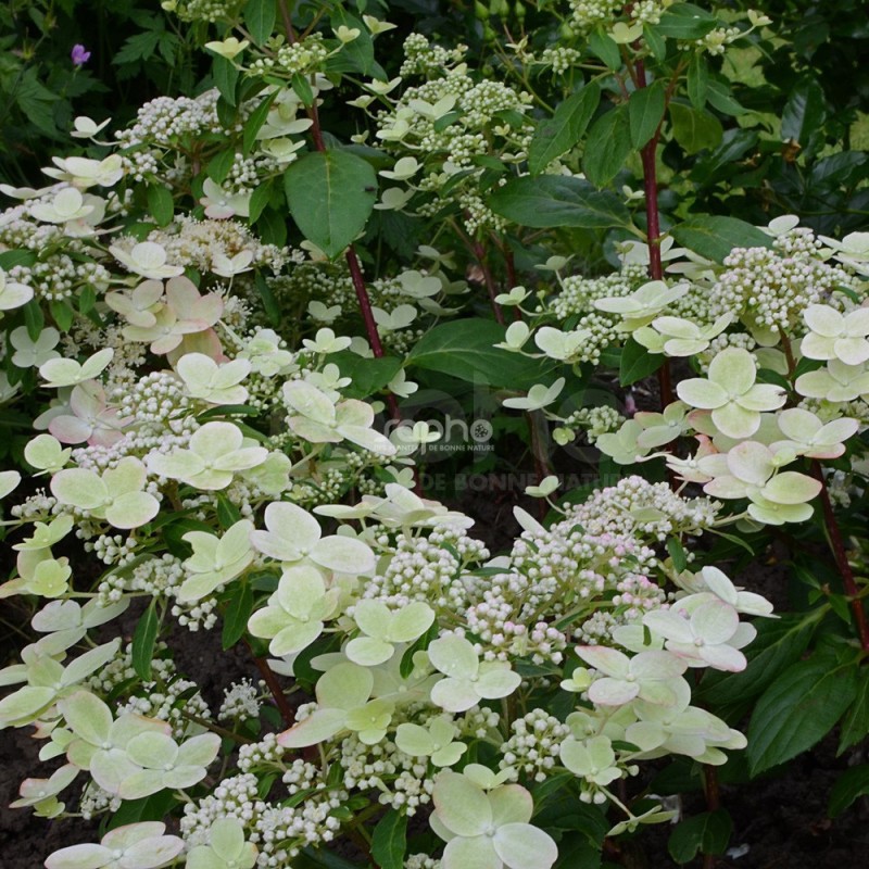 Hydrangea paniculata PRIM'RED® 'COUHAPRIM'