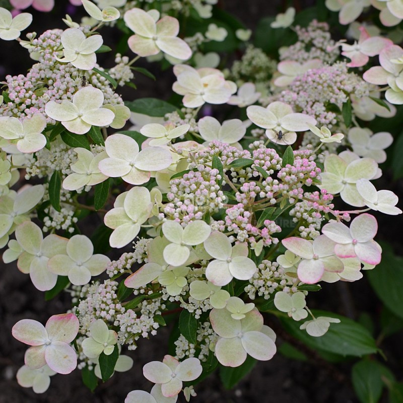 Hydrangea paniculata PRIM'RED® 'COUHAPRIM'