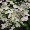 Hydrangea paniculata PRIM'RED® 'COUHAPRIM'