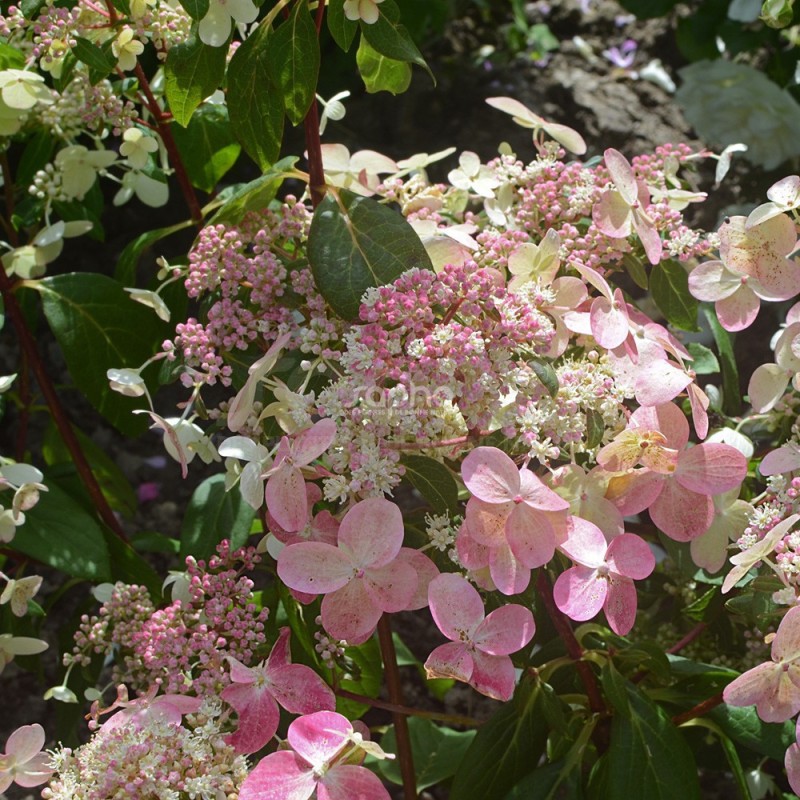 Hydrangea paniculata PRIM'RED® 'COUHAPRIM'