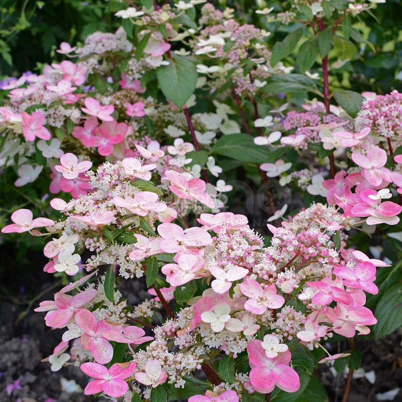 Hydrangea paniculata PRIM'RED® 'COUHAPRIM'