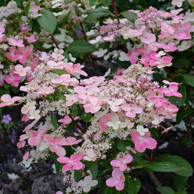 Hydrangea paniculata PRIM'RED® 'COUHAPRIM'