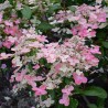 Hydrangea paniculata PRIM'RED® 'COUHAPRIM'