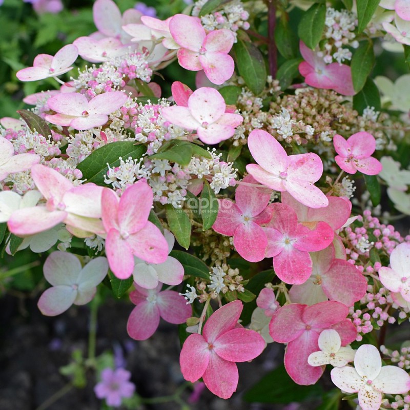 Hydrangea paniculata PRIM'RED® 'COUHAPRIM'