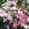 Hydrangea paniculata PRIM'RED® 'COUHAPRIM'