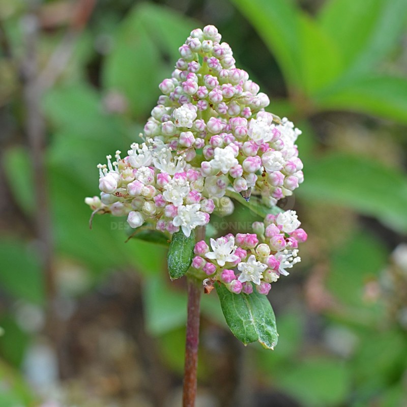 Hydrangea paniculata PRIM'RED® 'COUHAPRIM'