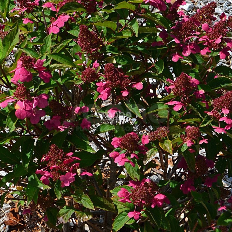 Hydrangea paniculata PRIM'RED® 'COUHAPRIM'