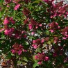 Hydrangea paniculata PRIM'RED® 'COUHAPRIM'
