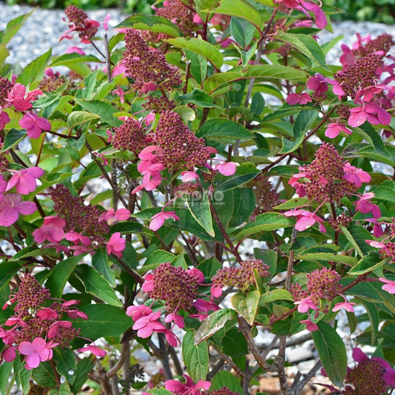 Hydrangea paniculata PRIM'RED® 'COUHAPRIM'