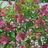 Hydrangea paniculata PRIM'RED® 'COUHAPRIM'