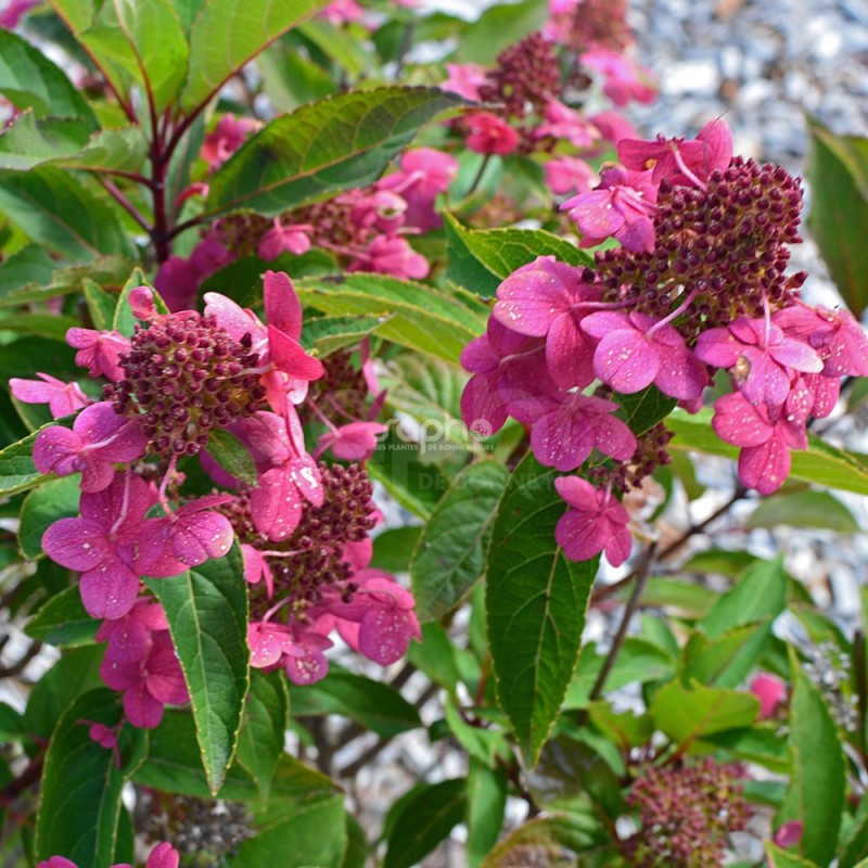 Hydrangea paniculata PRIM'RED® 'COUHAPRIM'