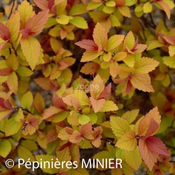 Spiraea japonica LITTLE FLAME® 'MINSPIL04'