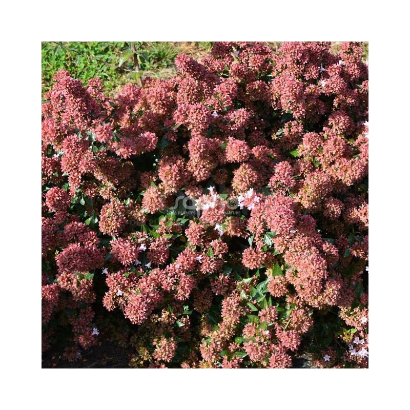 Abelia 'Raspberry Profusion'