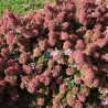 Abelia 'Raspberry Profusion'