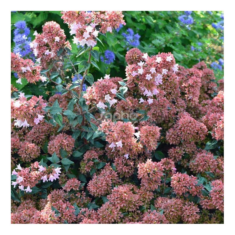 Abelia 'Raspberry Profusion'