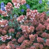 Abelia 'Raspberry Profusion'