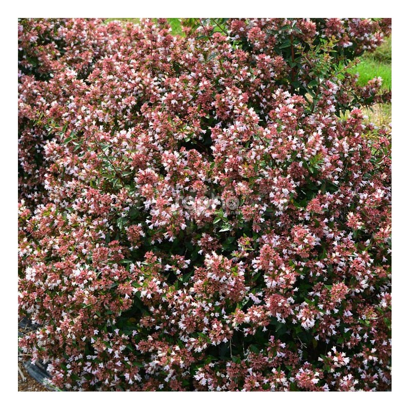 Abelia 'Raspberry Profusion'