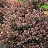Abelia 'Raspberry Profusion'