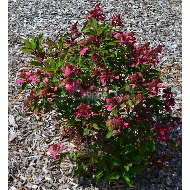 Hydrangea paniculata PRIM'RED® 'COUHAPRIM'