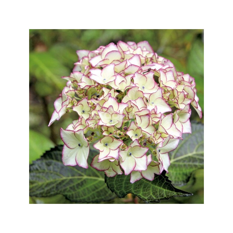 Hydrangea macrophylla DOLCE® France 'DOLFRANC'