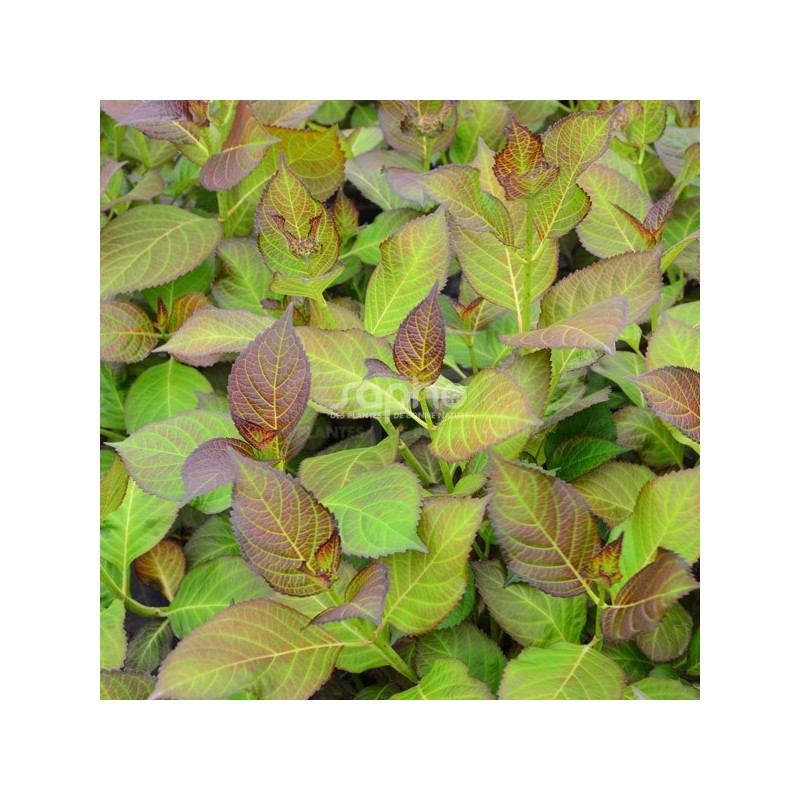 Hydrangea macrophylla DOLCE® France 'DOLFRANC'