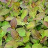Hydrangea macrophylla DOLCE® France 'DOLFRANC'