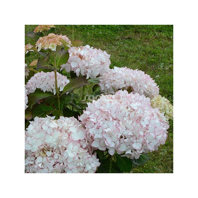 Hydrangea macrophylla DOLCE® France 'DOLFRANC'