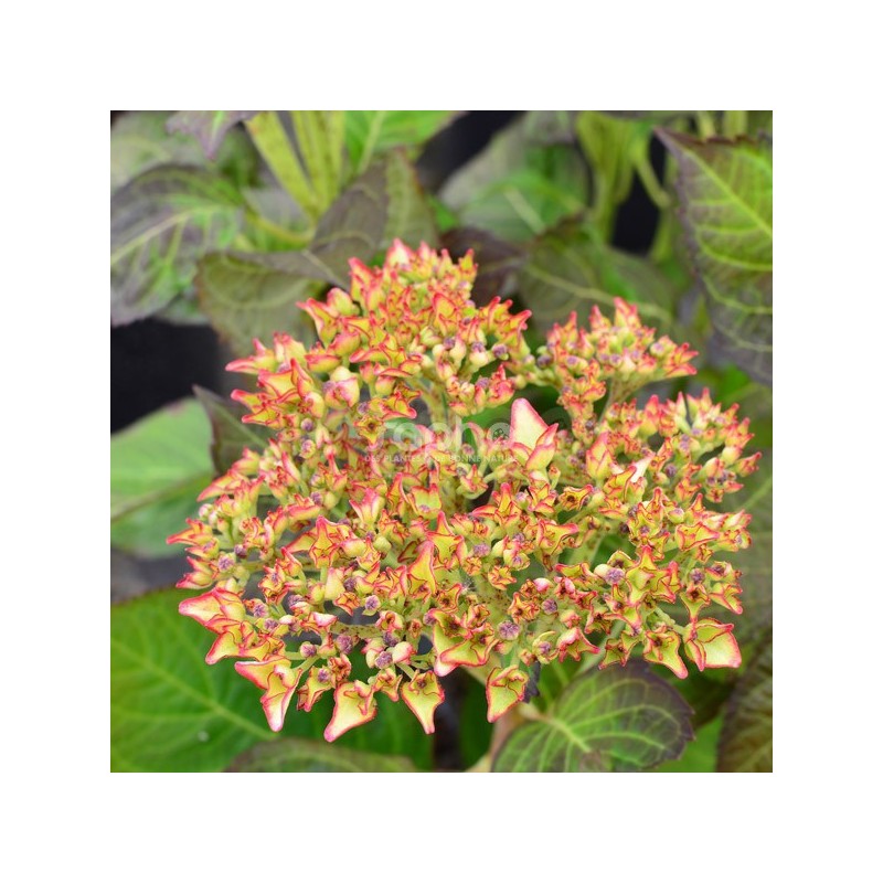 Hydrangea macrophylla DOLCE® France 'DOLFRANC'