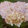 Hydrangea macrophylla DOLCE® France 'DOLFRANC'