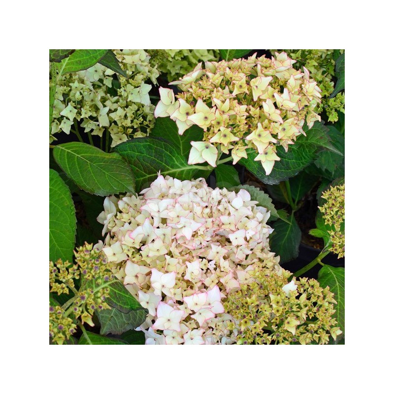 Hydrangea macrophylla DOLCE® France 'DOLFRANC'