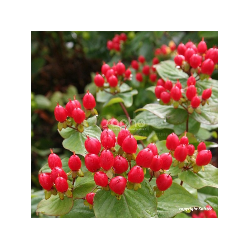 Hypericum x inodorum MAGICAL® Impression 'Kolmagimpre'