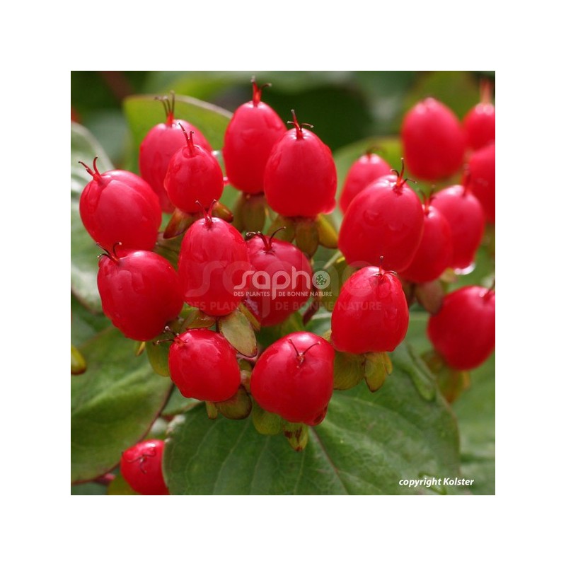 Hypericum x inodorum MAGICAL® Impression 'Kolmagimpre'
