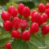 Hypericum x inodorum MAGICAL® Impression 'Kolmagimpre'