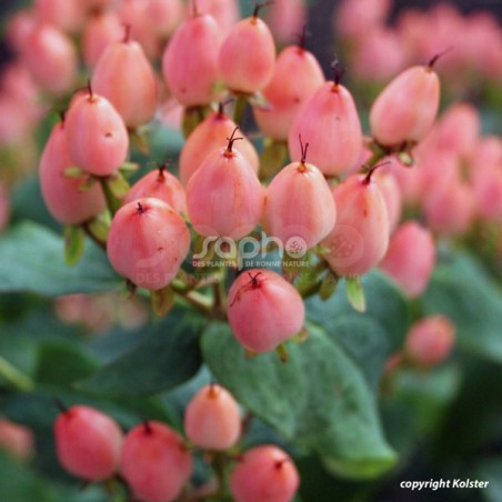 Hypericum x inodorum MAGICAL® Innocence 'Kolmaginno'