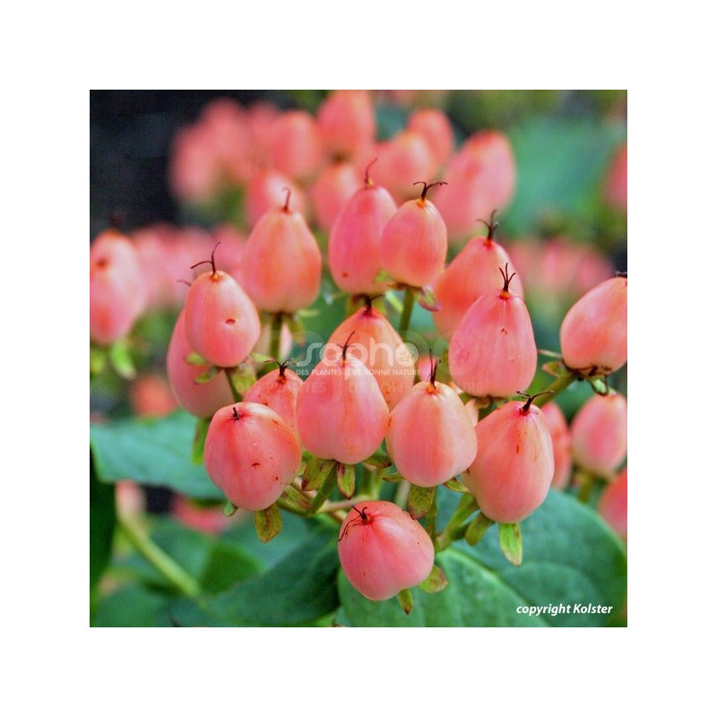 Hypericum x inodorum MAGICAL® Innocence 'Kolmaginno'