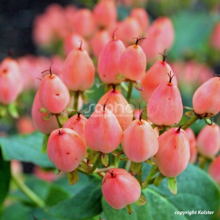 Hypericum x inodorum MAGICAL® Innocence 'Kolmaginno'