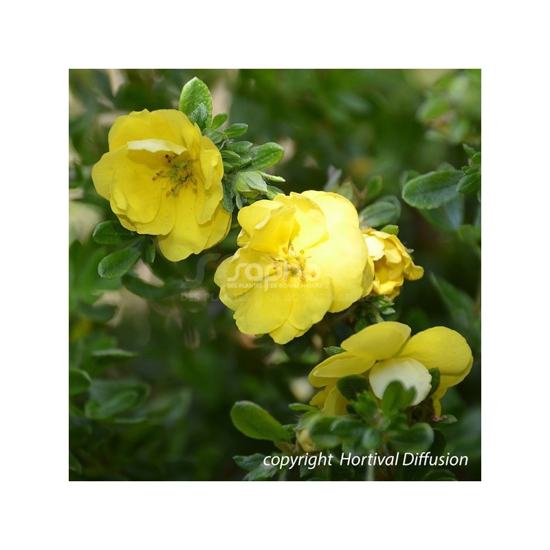 Potentilla fruticosa Double Punch® Gold 'MINJAU03'