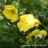 Potentilla fruticosa Double Punch® Gold 'MINJAU03'