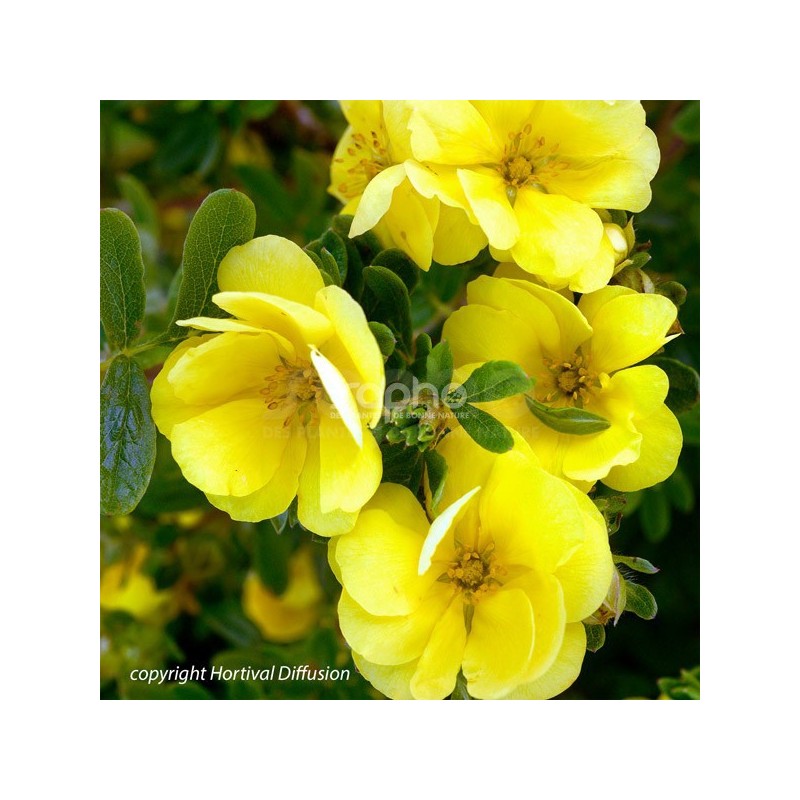 Potentilla fruticosa Double Punch® Gold 'MINJAU03'