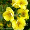 Potentilla fruticosa Double Punch® Gold 'MINJAU03'