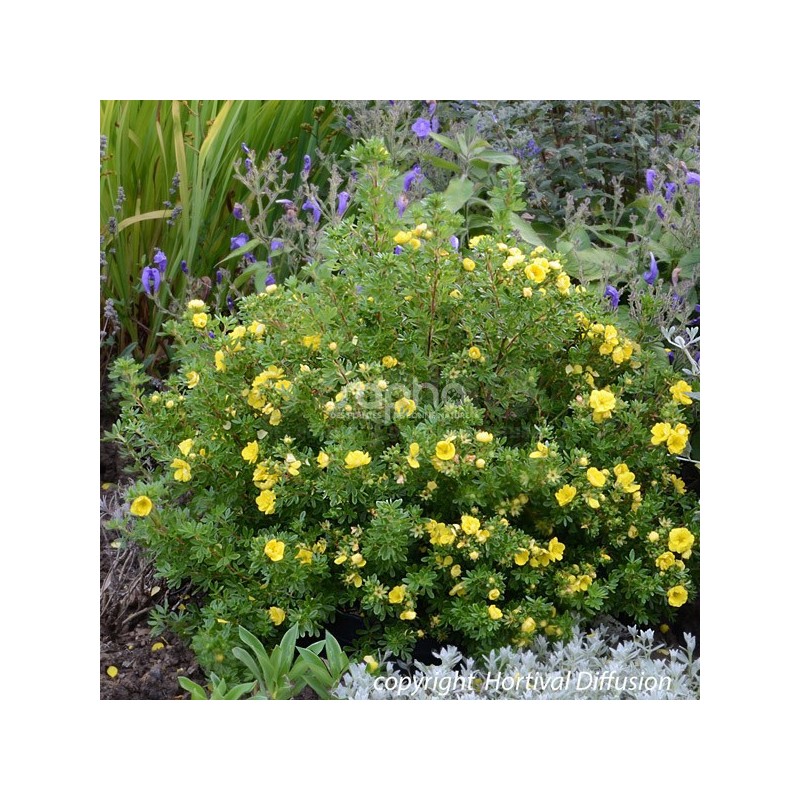 Potentilla fruticosa Double Punch® Gold 'MINJAU03'