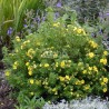 Potentilla fruticosa Double Punch® Gold 'MINJAU03'