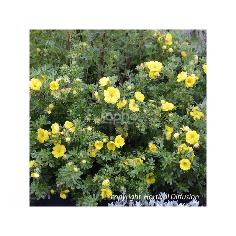 Potentilla fruticosa Double Punch® Gold 'MINJAU03'